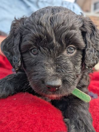 Portugiesische Wasserhund Bergamasker Mix Welpen