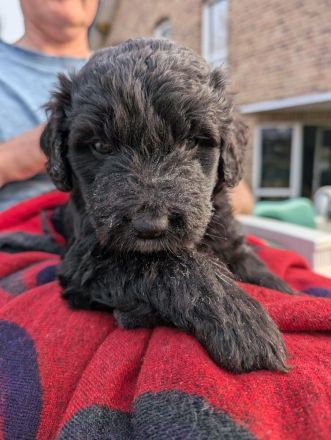 Portugiesische Wasserhund Bergamasker Mix Welpen