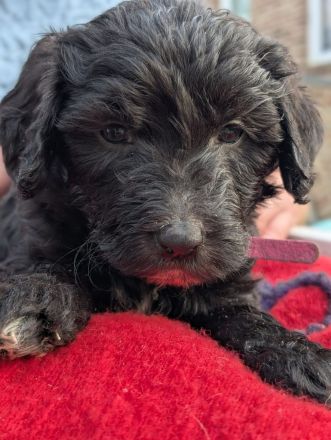 Portugiesische Wasserhund Bergamasker Mix Welpen