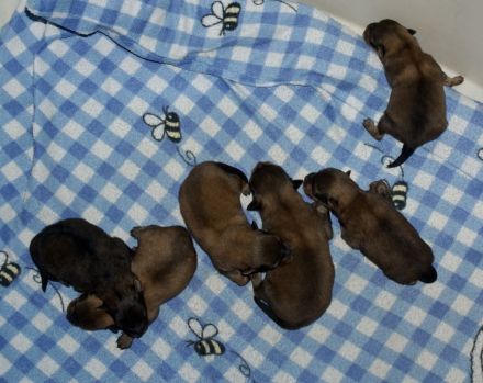 Mittelspitze orange sable