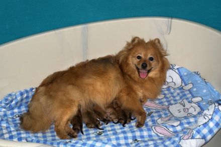 Mittelspitze orange sable