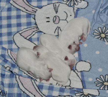 Süße Eisbärchen <3 weiße Mittelspitzwelpen