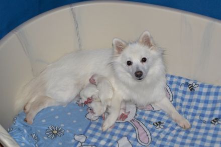 Süße Eisbärchen <3 weiße Mittelspitzwelpen