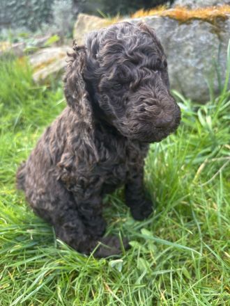 Braune Großpudel Welpen - VDH Papiere