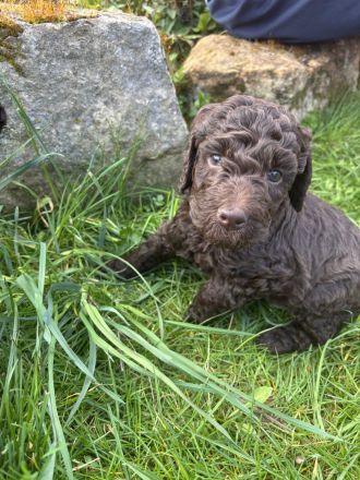 Braune Großpudel Welpen - VDH Papiere