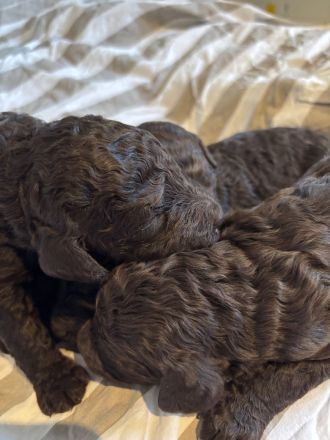 Braune Großpudel Welpen - VDH Papiere