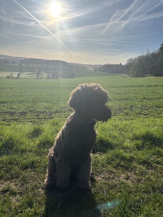 Braune Großpudel Welpen - VDH Papiere