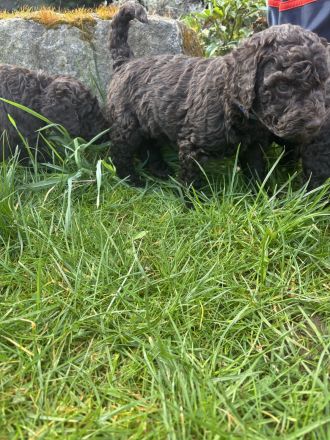 Braune Großpudel Welpen - VDH Papiere