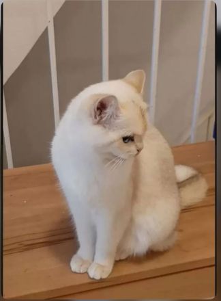 BKH Katze , Sieal Golden Shell Ny1233