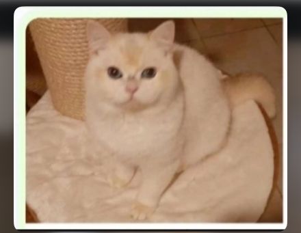 BKH Katze , Sieal Golden Shell Ny1233