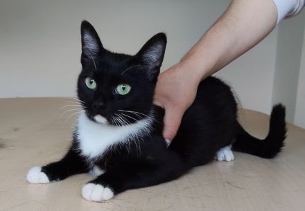 Die süße Calceta, 9 Mon. alt, wünscht sich ein Zuhause