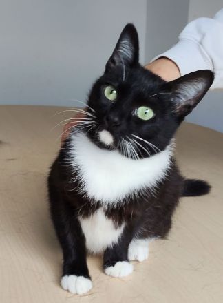 Die süße Calceta, 9 Mon. alt, wünscht sich ein Zuhause