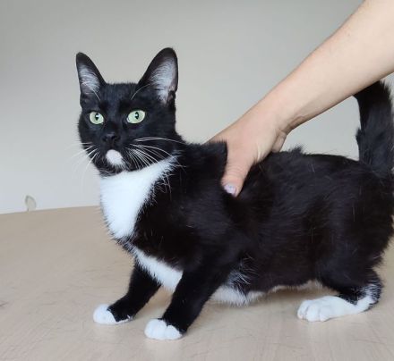 Die süße Calceta, 9 Mon. alt, wünscht sich ein Zuhause