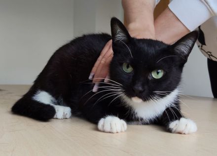 Die süße Calceta, 9 Mon. alt, wünscht sich ein Zuhause