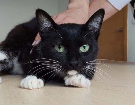 Die süße Calceta, 9 Mon. alt, wünscht sich ein Zuhause