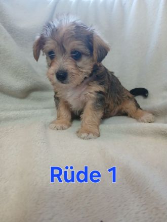 Kunter bunte Welpen