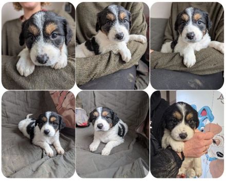 Flora, Fredi, Feli, Franz und Franzi, 5 Geschwister suchen jeweils Ihre Zweibeiner