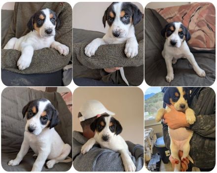 Flora, Fredi, Feli, Franz und Franzi, 5 Geschwister suchen jeweils Ihre Zweibeiner