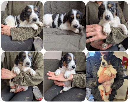 Flora, Fredi, Feli, Franz und Franzi, 5 Geschwister suchen jeweils Ihre Zweibeiner