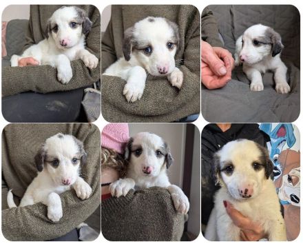 Flora, Fredi, Feli, Franz und Franzi, 5 Geschwister suchen jeweils Ihre Zweibeiner