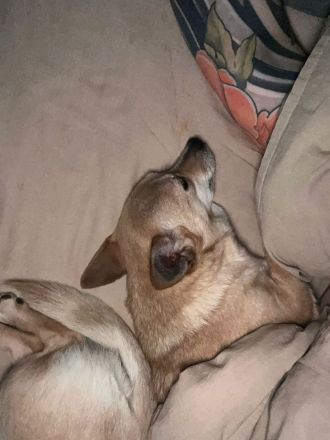 Foxy: Kleine Kuschelmaus sucht ihr Körbchen