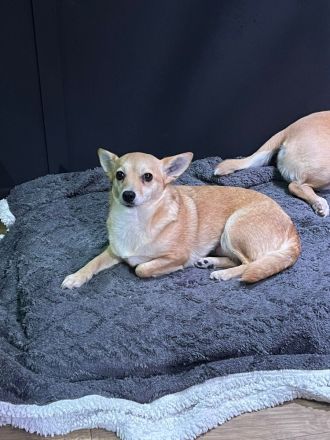 Foxy: Kleine Kuschelmaus sucht ihr Körbchen