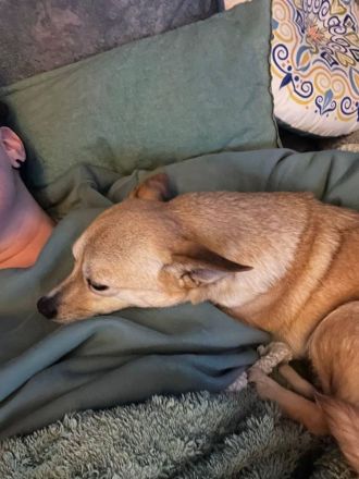 Foxy: Kleine Kuschelmaus sucht ihr Körbchen