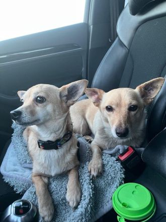 Foxy: Kleine Kuschelmaus sucht ihr Körbchen