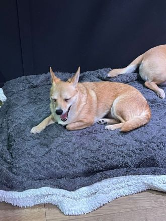 Foxy: Kleine Kuschelmaus sucht ihr Körbchen