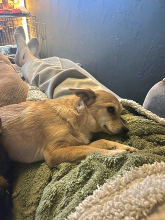 Foxy: Kleine Kuschelmaus sucht ihr Körbchen