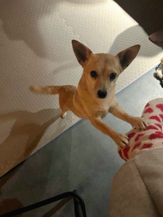 Foxy: Kleine Kuschelmaus sucht ihr Körbchen