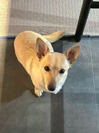 Foxy: Kleine Kuschelmaus sucht ihr Körbchen