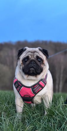 Mopswelpen suchen ihr Traumzuhause