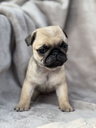 Mopswelpen suchen ihr Traumzuhause