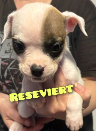 OEB-Boxer-Mix-Welpen