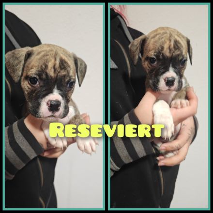 OEB-Boxer-Mix-Welpen