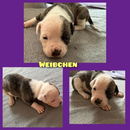 OEB-Boxer-Mix-Welpen