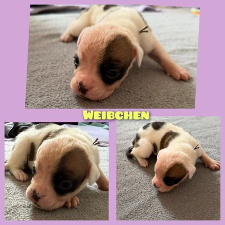 OEB-Boxer-Mix-Welpen