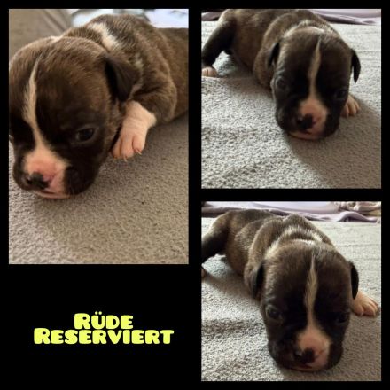 OEB-Boxer-Mix-Welpen