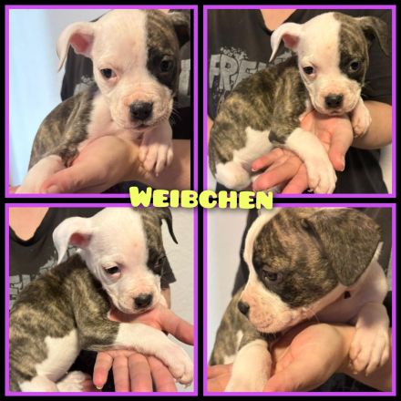 OEB-Boxer-Mix-Welpen