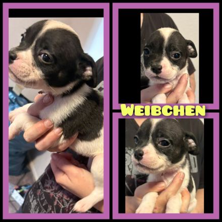 OEB-Boxer-Mix-Welpen