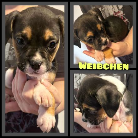 OEB-Boxer-Mix-Welpen