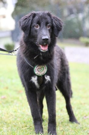 Lassie sucht ein erfahrenes Zuhause.