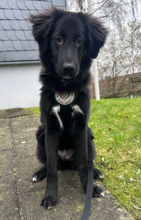 Lassie sucht ein erfahrenes Zuhause.