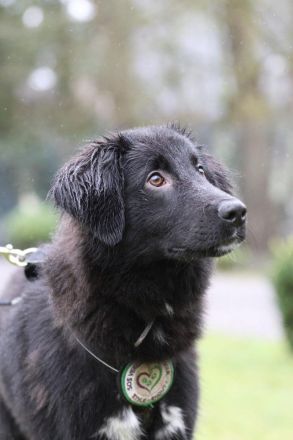 Lassie sucht ein erfahrenes Zuhause.