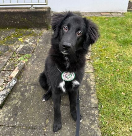 Lassie sucht ein erfahrenes Zuhause.