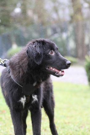 Lassie sucht ein erfahrenes Zuhause.