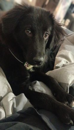 Lassie sucht ein erfahrenes Zuhause.