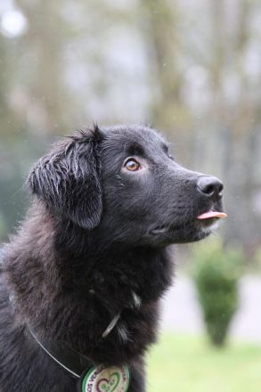 Lassie sucht ein erfahrenes Zuhause.