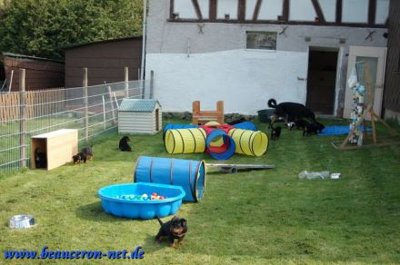 Beauceron Welpen Deckung Juni geplant